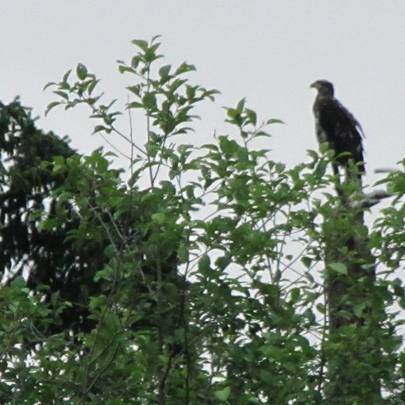 Meet your Posher, Ollie_n_Rocky - Picture 1 of 1